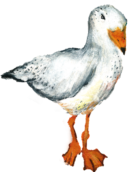 savvy seagull saying no!