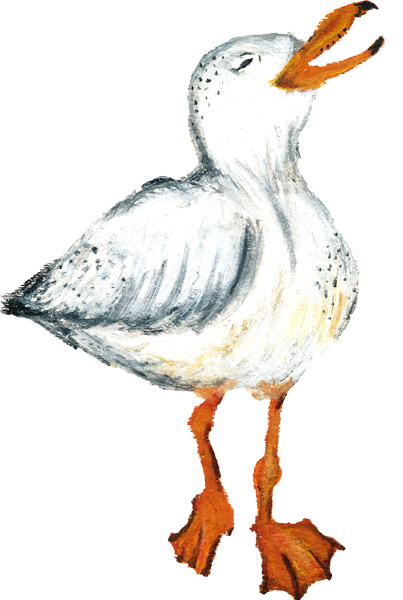 savvy seagull singing